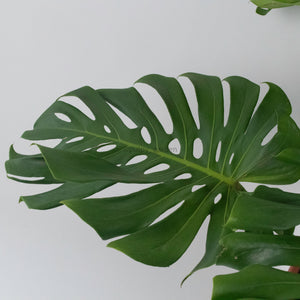 Large Monstera deliciosa (120cm) in Nursery Grow Pot