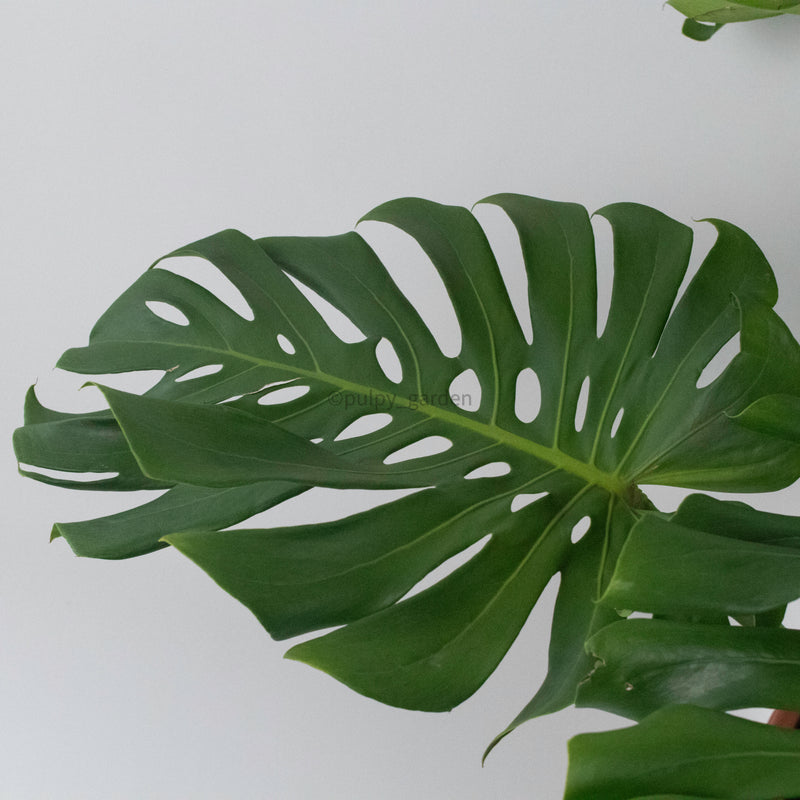 Large Monstera deliciosa (120cm) in Nursery Grow Pot