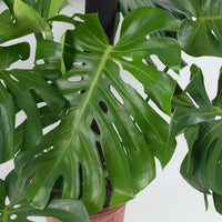 Large Monstera deliciosa (120cm) in Nursery Grow Pot