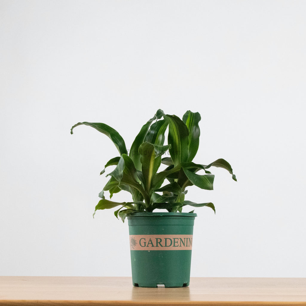 Dracaena Fragrans Burley (S) in Nursery Grow Pot