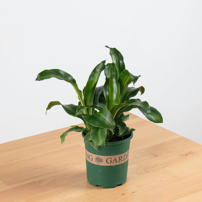 dracaena pups Dracaena Fragrans Burley (S) in Nursery Grow Pot – Pulpy Garden