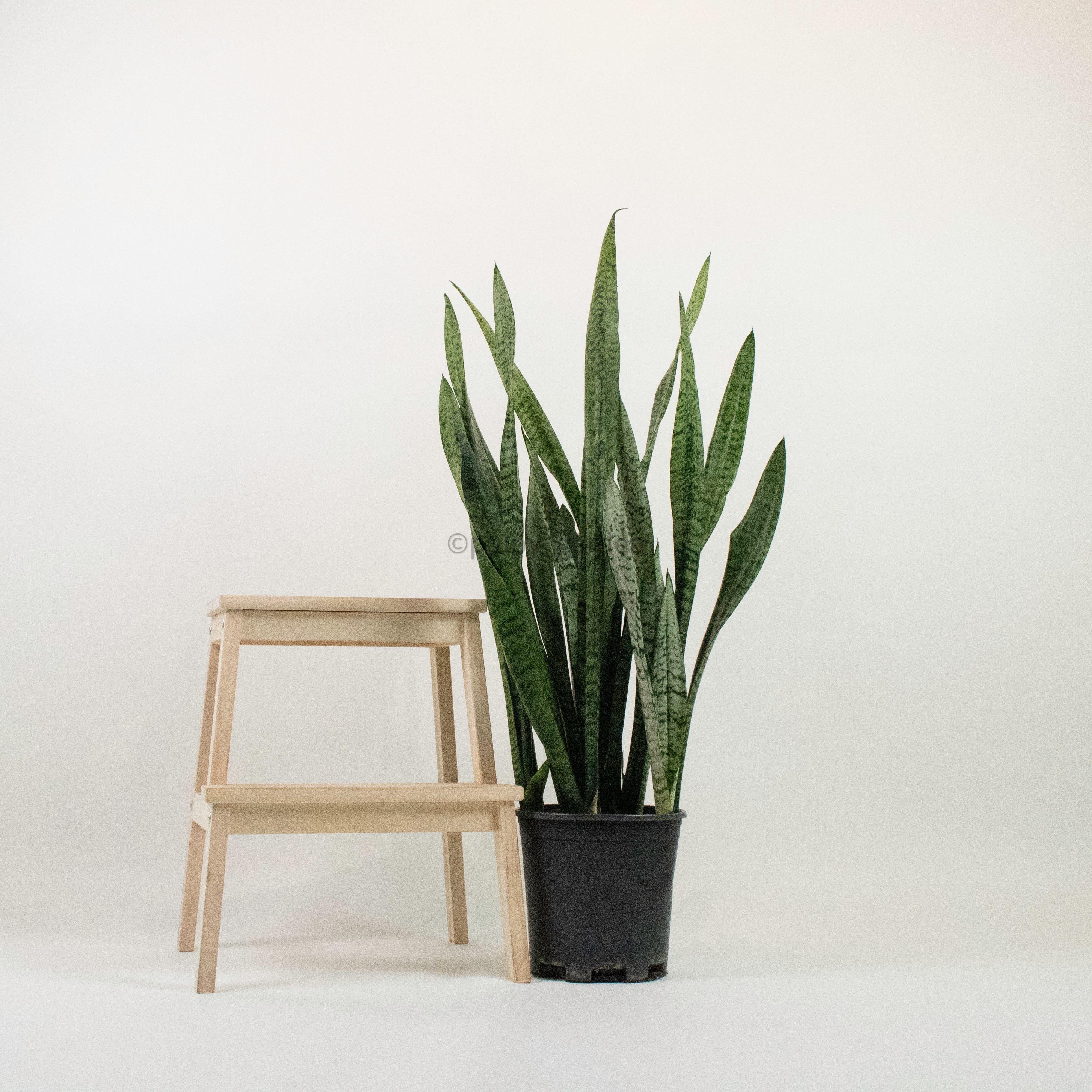 Large Sansevieria trifasciata GEEN (90cm) - ‘Mother-in-law’s Tongue’ in Nursery Grow Pot