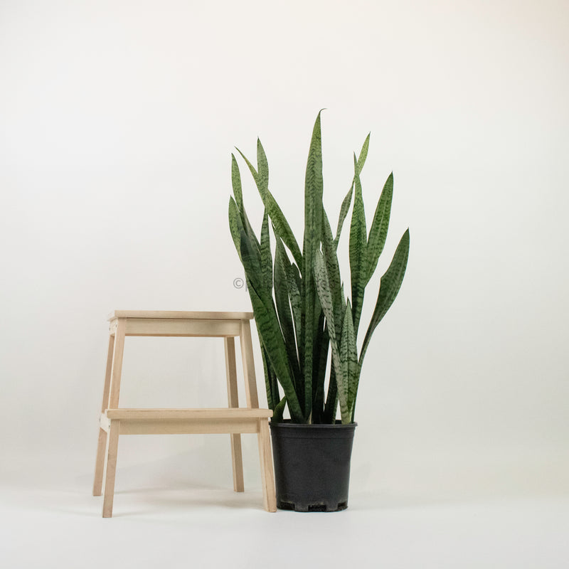 Large Sansevieria trifasciata GEEN (90cm) - ‘Mother-in-law’s Tongue’ in Nursery Grow Pot