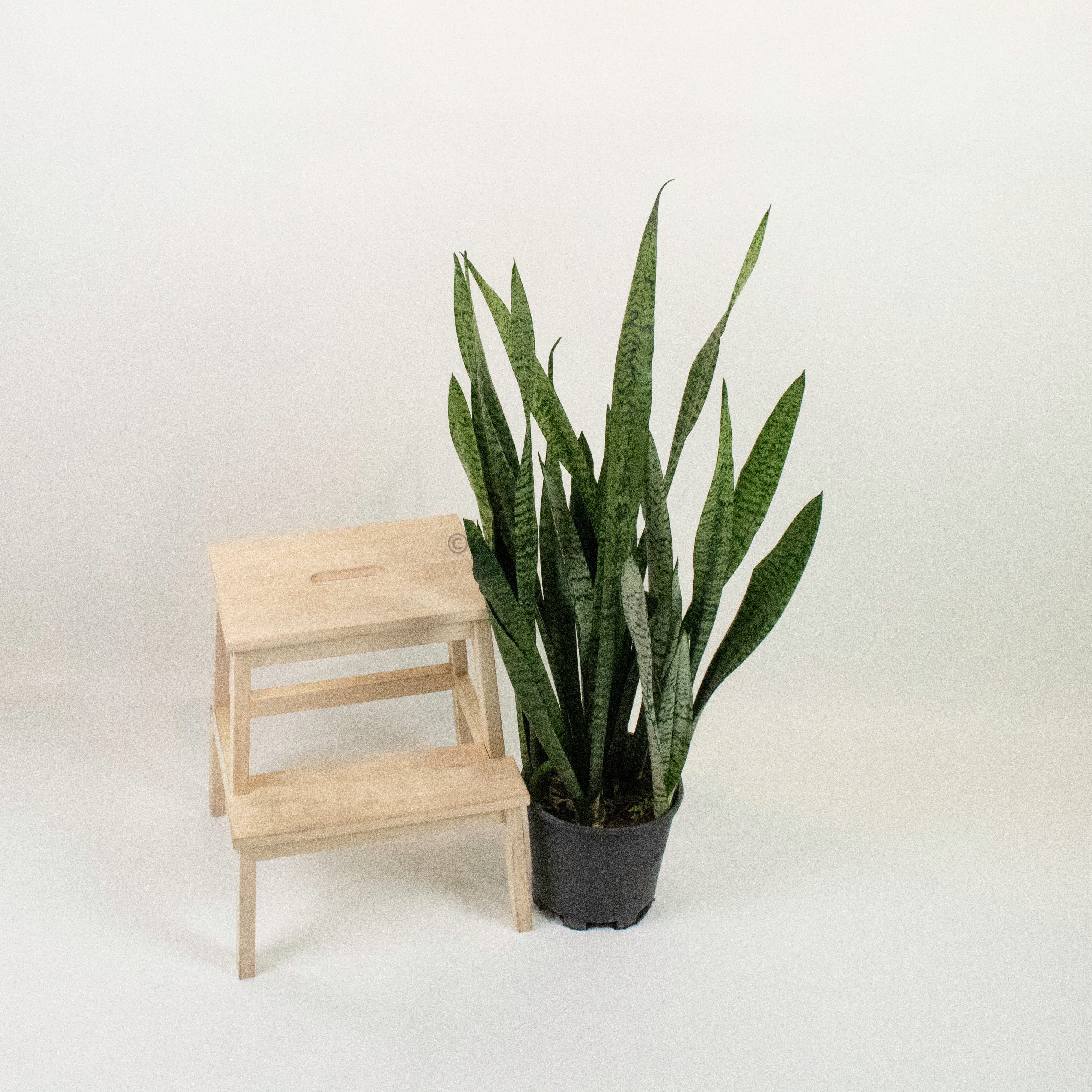 Large Sansevieria trifasciata GEEN (90cm) - ‘Mother-in-law’s Tongue’ in Nursery Grow Pot