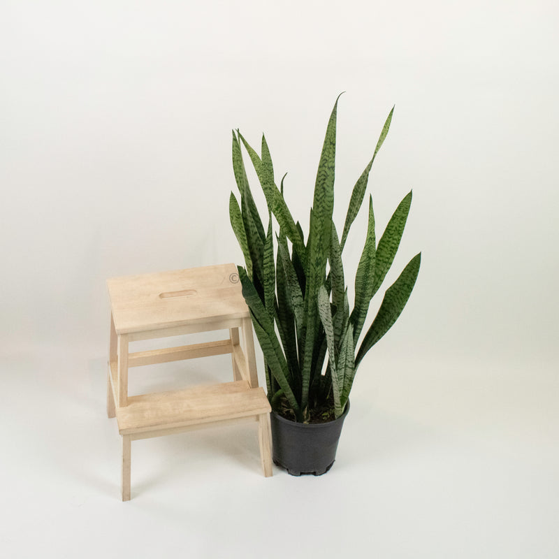 Large Sansevieria trifasciata GEEN (90cm) - ‘Mother-in-law’s Tongue’ in Nursery Grow Pot