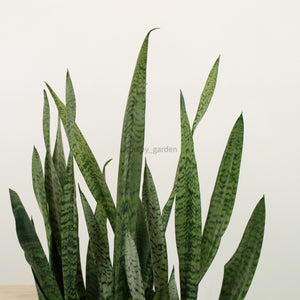 Large Sansevieria trifasciata GEEN (90cm) - ‘Mother-in-law’s Tongue’ in Nursery Grow Pot