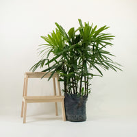 Large Monkey Palm (140cm) in Nursery Grow Pot