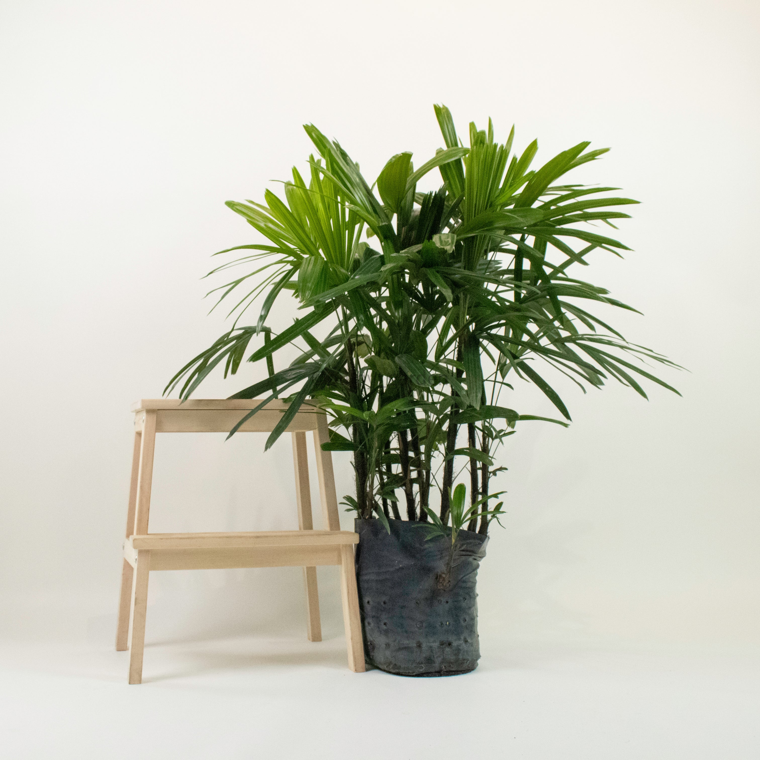 Large Monkey Palm (140cm) in Nursery Grow Pot – Pulpy Garden