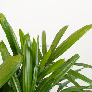 Large Monkey Palm (140cm) in Nursery Grow Pot