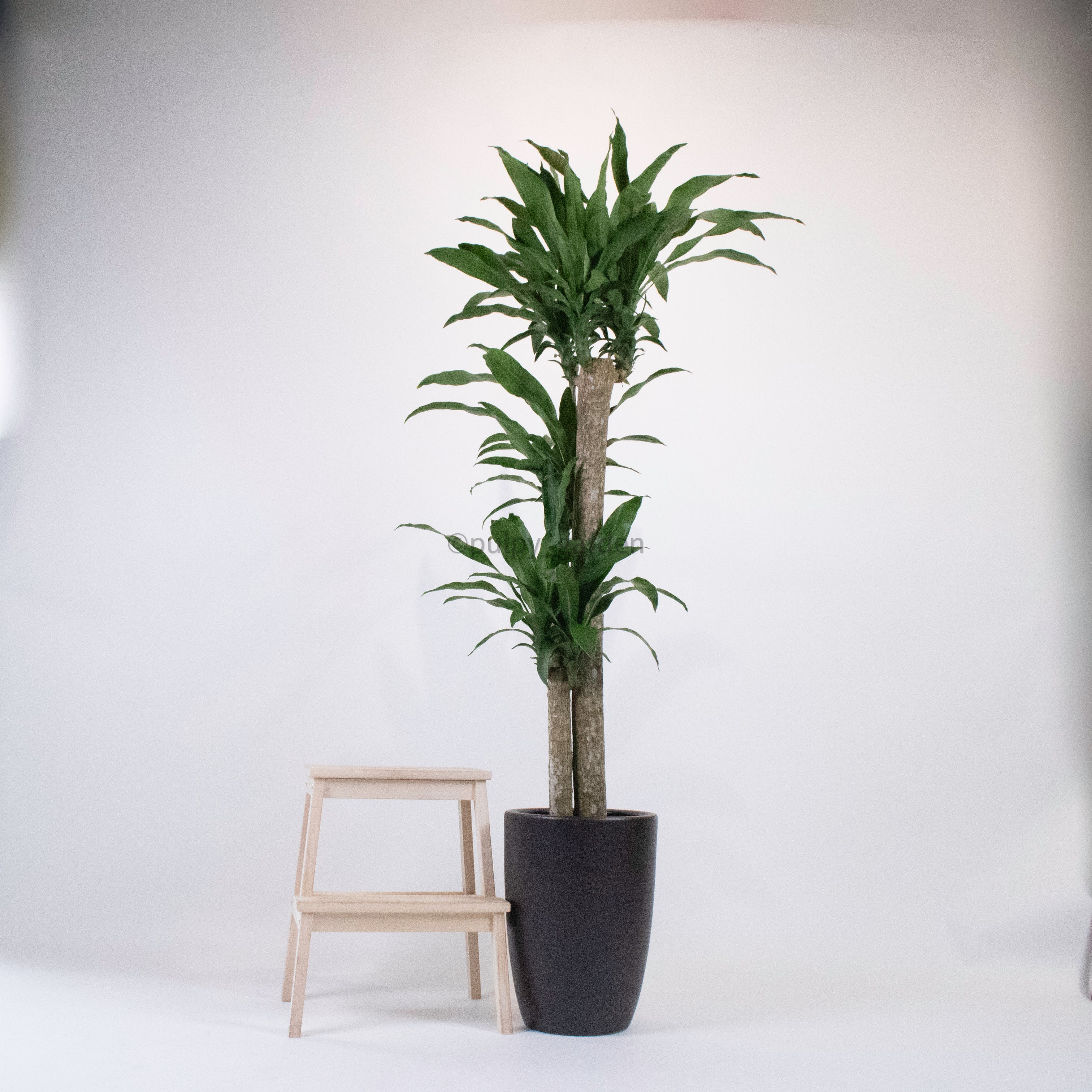 indoor dracaena fragrans Large Dracaena dracaena fragrans cane (180cm) in Black Rustic Planter – Pulpy Garden