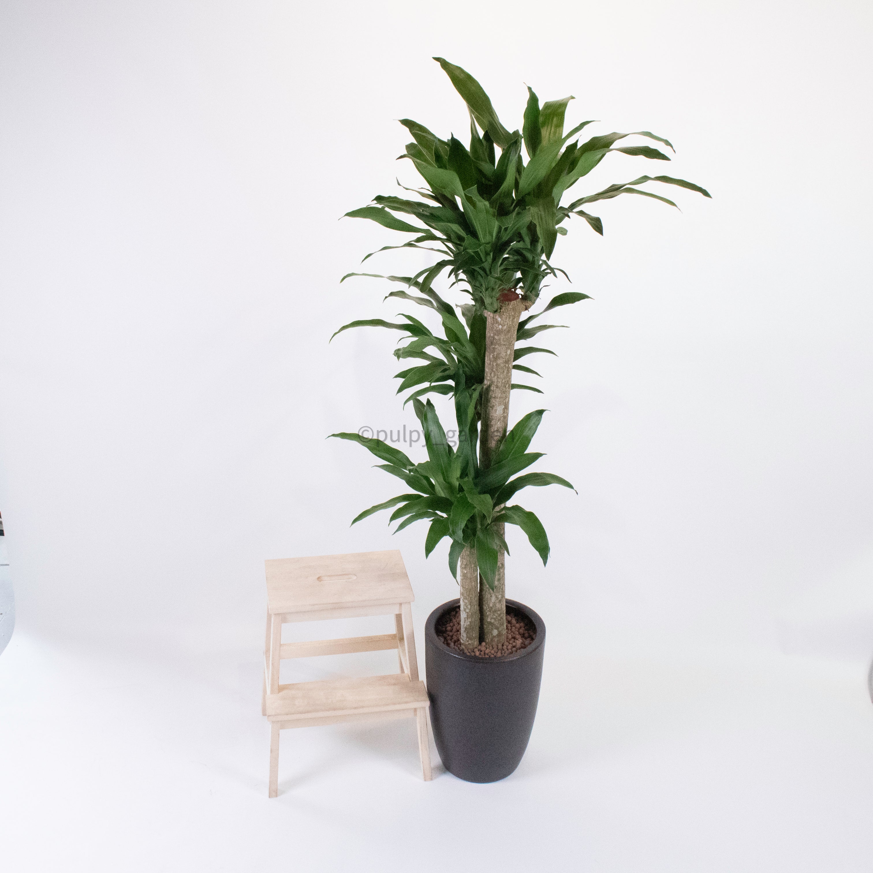 dracaena black stem Large Dracaena dracaena fragrans cane (180cm) in Black Rustic Planter –  Pulpy Garden