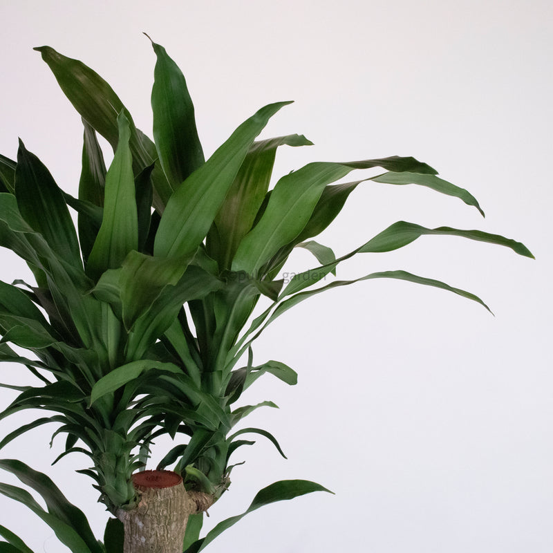 jumbo dracaena cane Large Dracaena dracaena fragrans cane (180cm) in Black Rustic Planter – Pulpy Garden