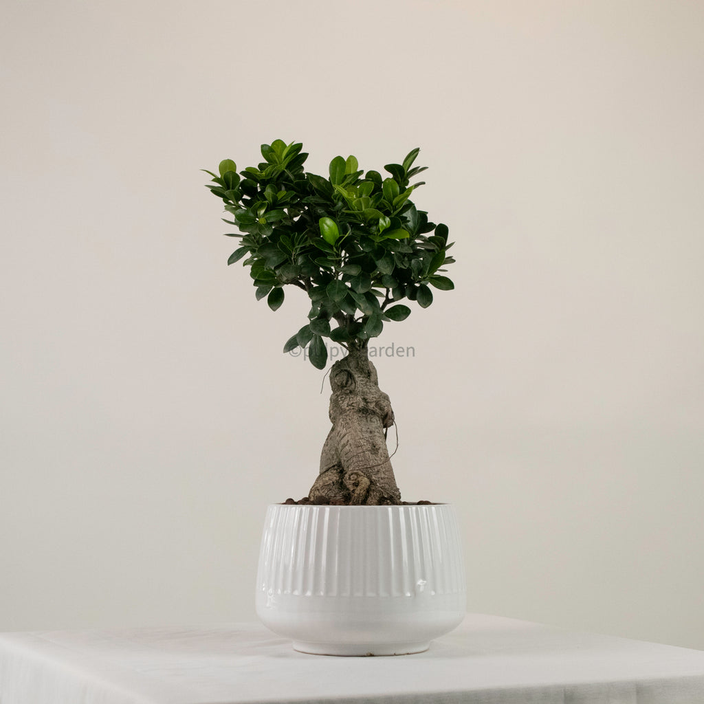 Ficus Ginseng plant (Medium) in Ava Planter