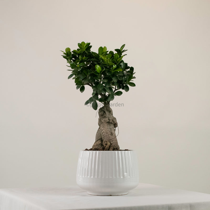Ficus Ginseng plant (Medium) in Ava Planter