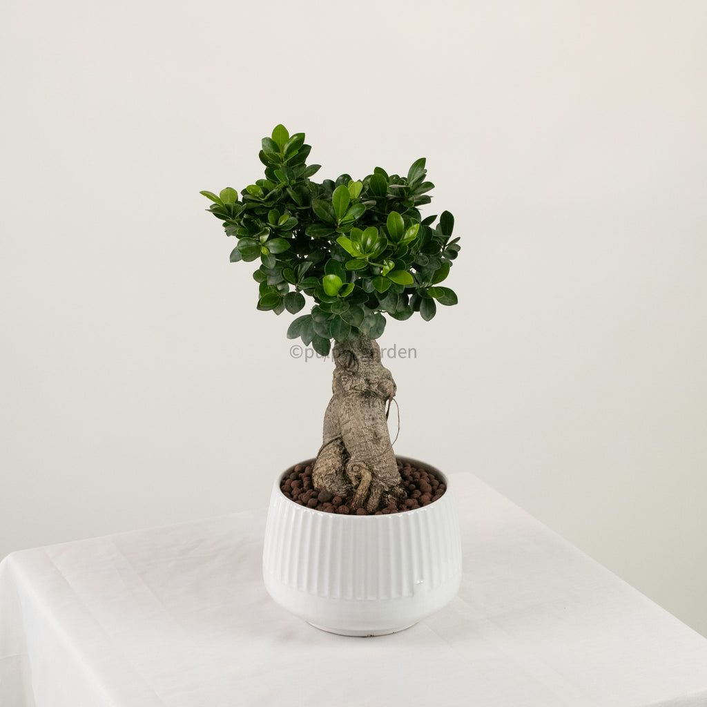 Ficus Ginseng plant (Medium) in Ava Planter