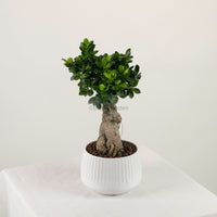 Ficus Ginseng plant (Medium) in Ava Planter