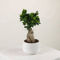 Ficus Ginseng plant (Medium) in Ava Planter