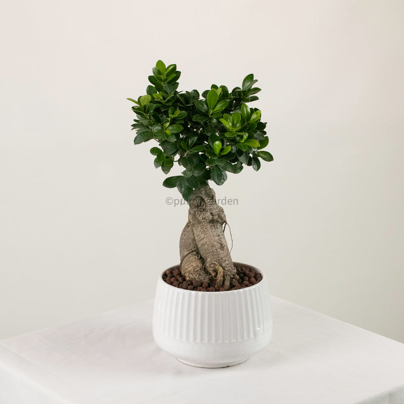 Ficus Ginseng plant (Medium) in Ava Planter