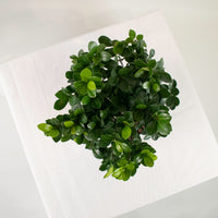 Ficus Ginseng plant (Medium) in Ava Planter