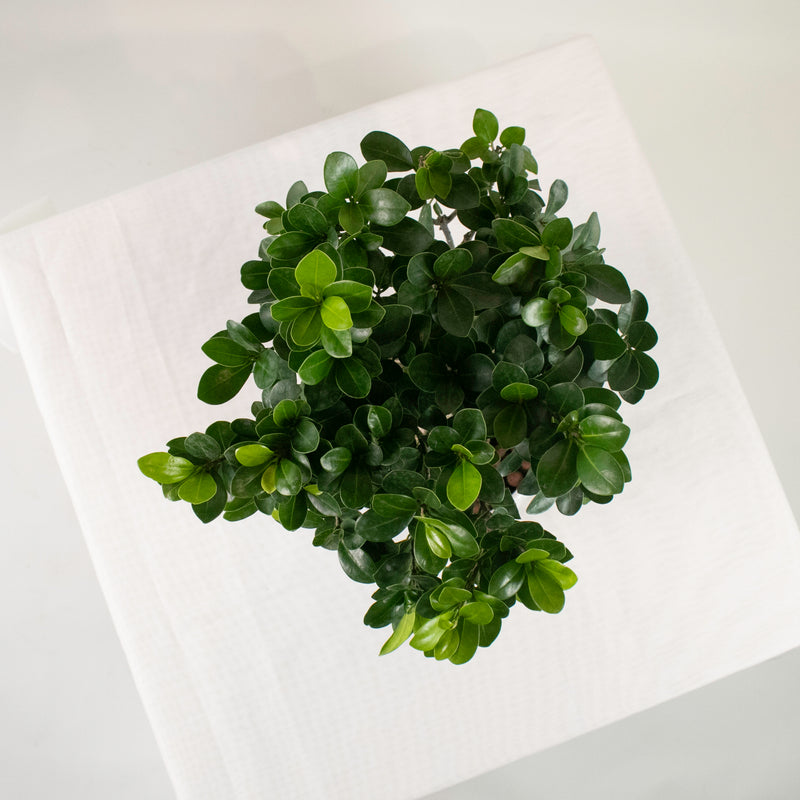 Ficus Ginseng plant (Medium) in Ava Planter