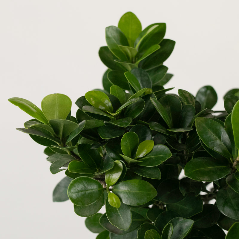 Ficus Ginseng plant (Medium) in Ava Planter