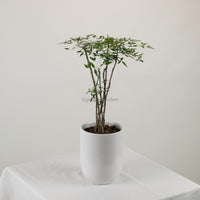 Large Nandina Domestica (南天竹 - nán tiān zhú) 65cm