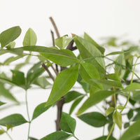 Large Nandina Domestica (南天竹 - nán tiān zhú) 65cm