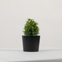 Harmony Buxus Variegated Plant