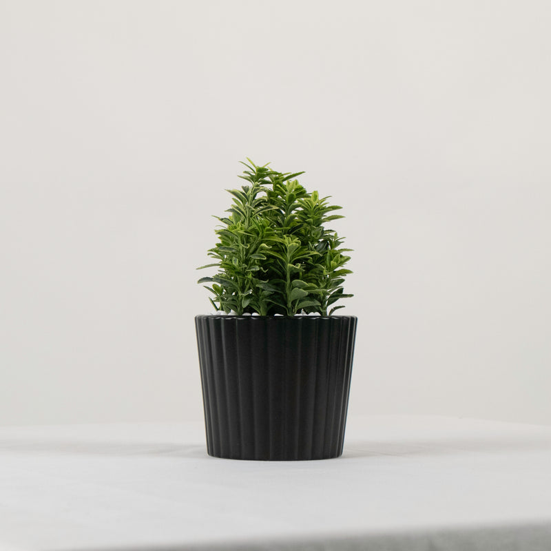 Harmony Buxus Variegated Plant