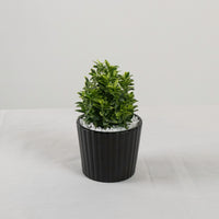 Harmony Buxus Variegated Plant