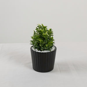 Harmony Buxus Variegated Plant