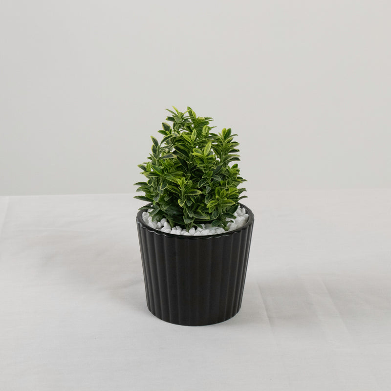 Harmony Buxus Variegated Plant