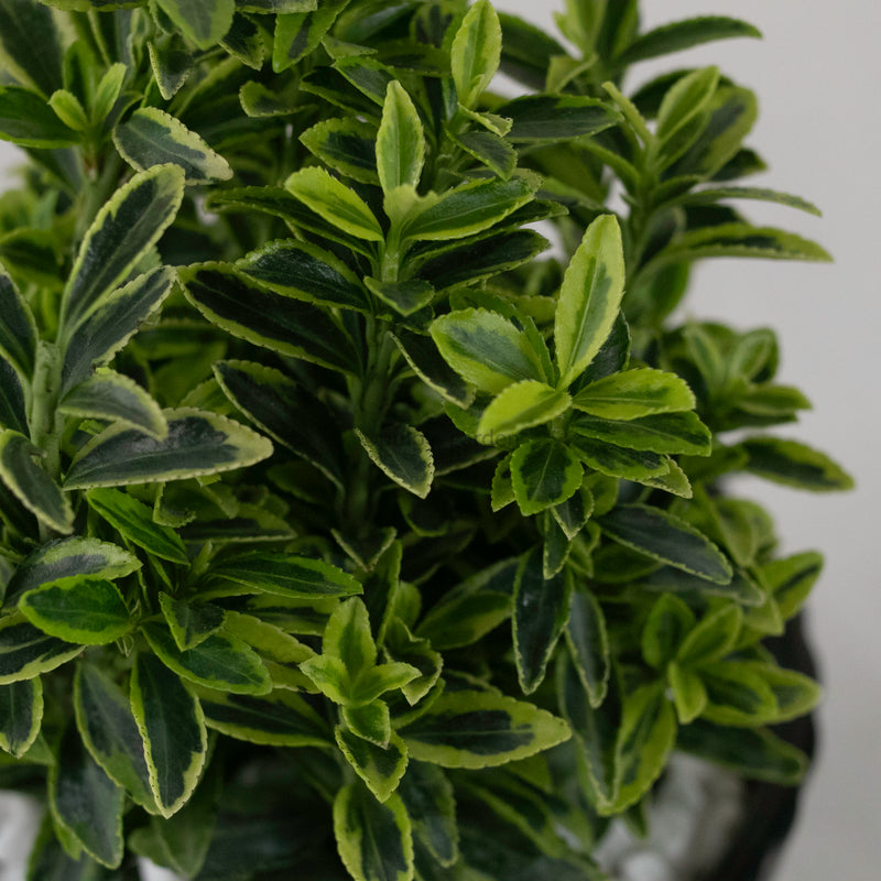 Harmony Buxus Variegated Plant