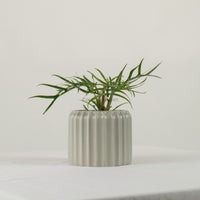 Philodendron Tortum in Ribbed Planter