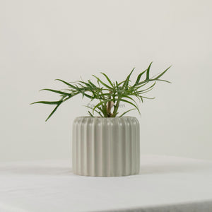 Philodendron Tortum in Ribbed Planter