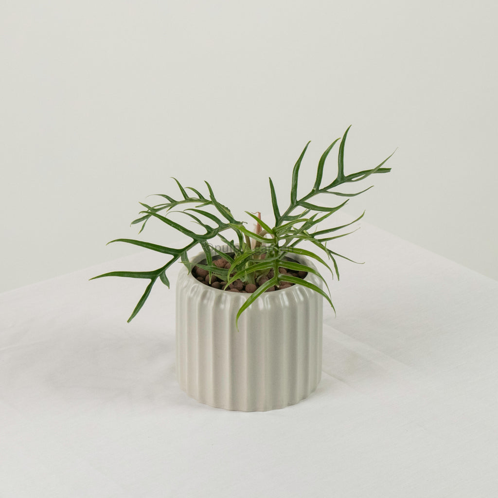 Philodendron Tortum in Ribbed Planter