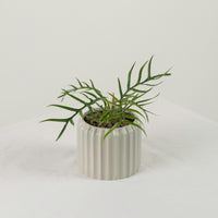 Philodendron Tortum in Ribbed Planter