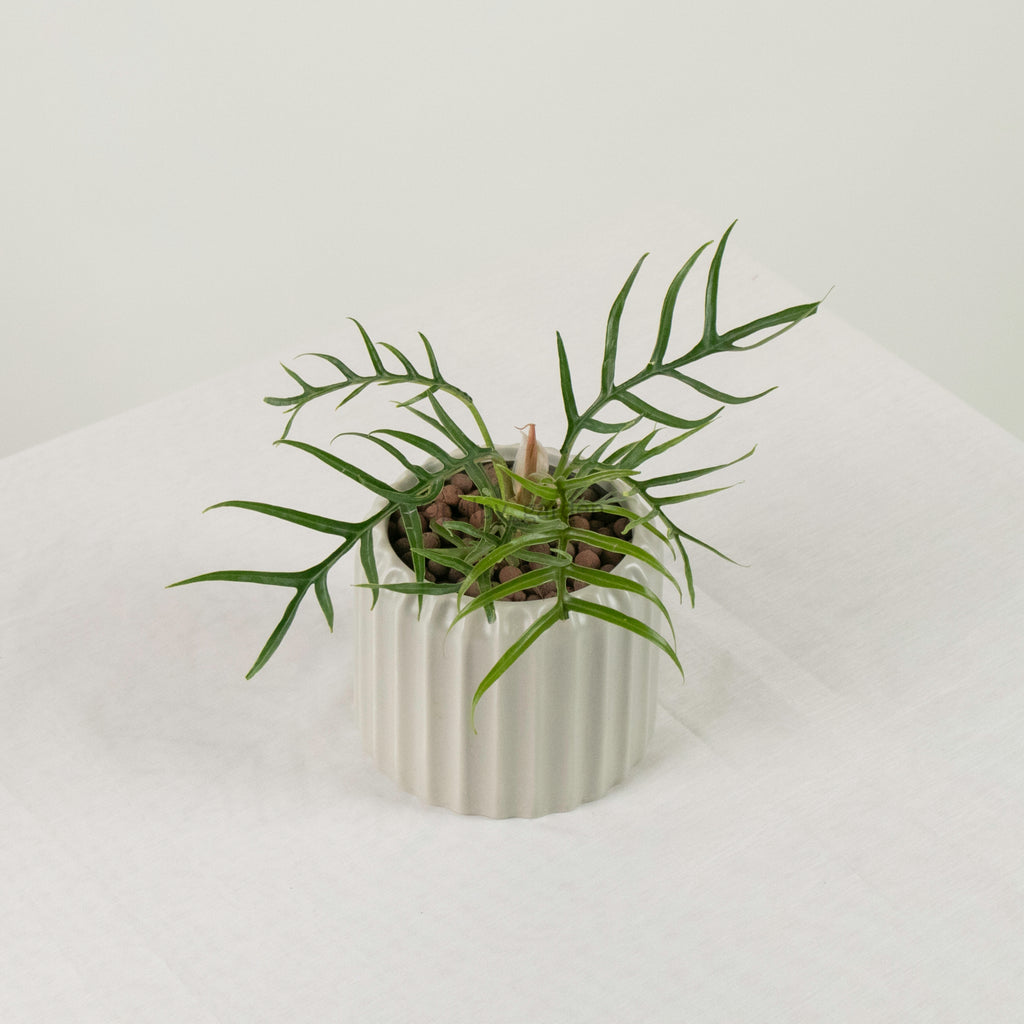 Philodendron Tortum in Ribbed Planter