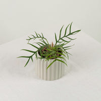 Philodendron Tortum in Ribbed Planter