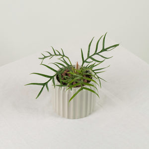 Philodendron Tortum in Ribbed Planter