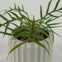 Philodendron Tortum in Ribbed Planter