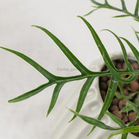 Philodendron Tortum in Ribbed Planter