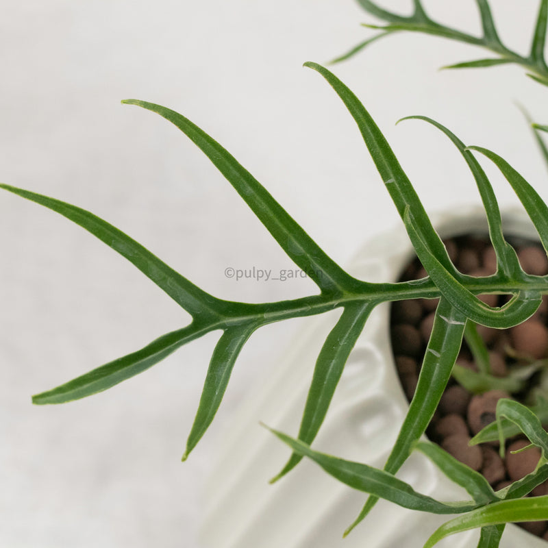 Philodendron Tortum in Ribbed Planter