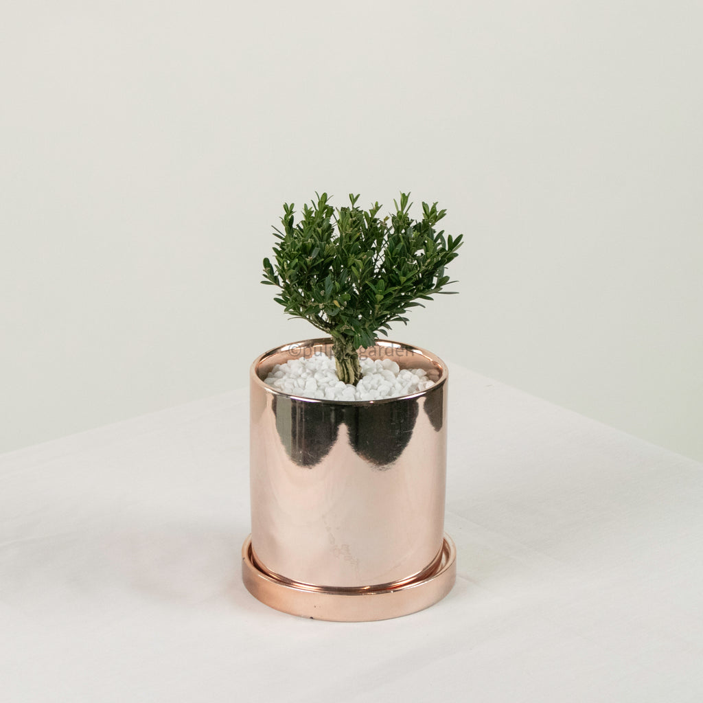 Buxus Ball in Rosie Gold