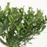Buxus Ball in Rosie Gold