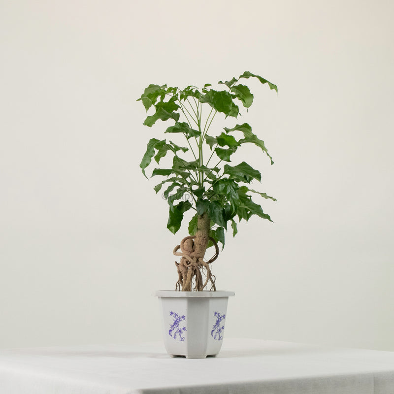 China Doll Ginseng Plant in Nursery Grow Pot