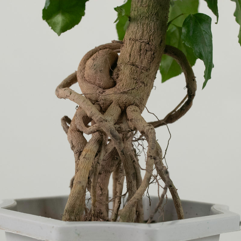 China Doll Ginseng Plant in Nursery Grow Pot