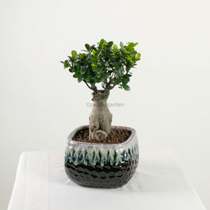 Ficus Ginseng plant (Medium) in Hand Painted Planter