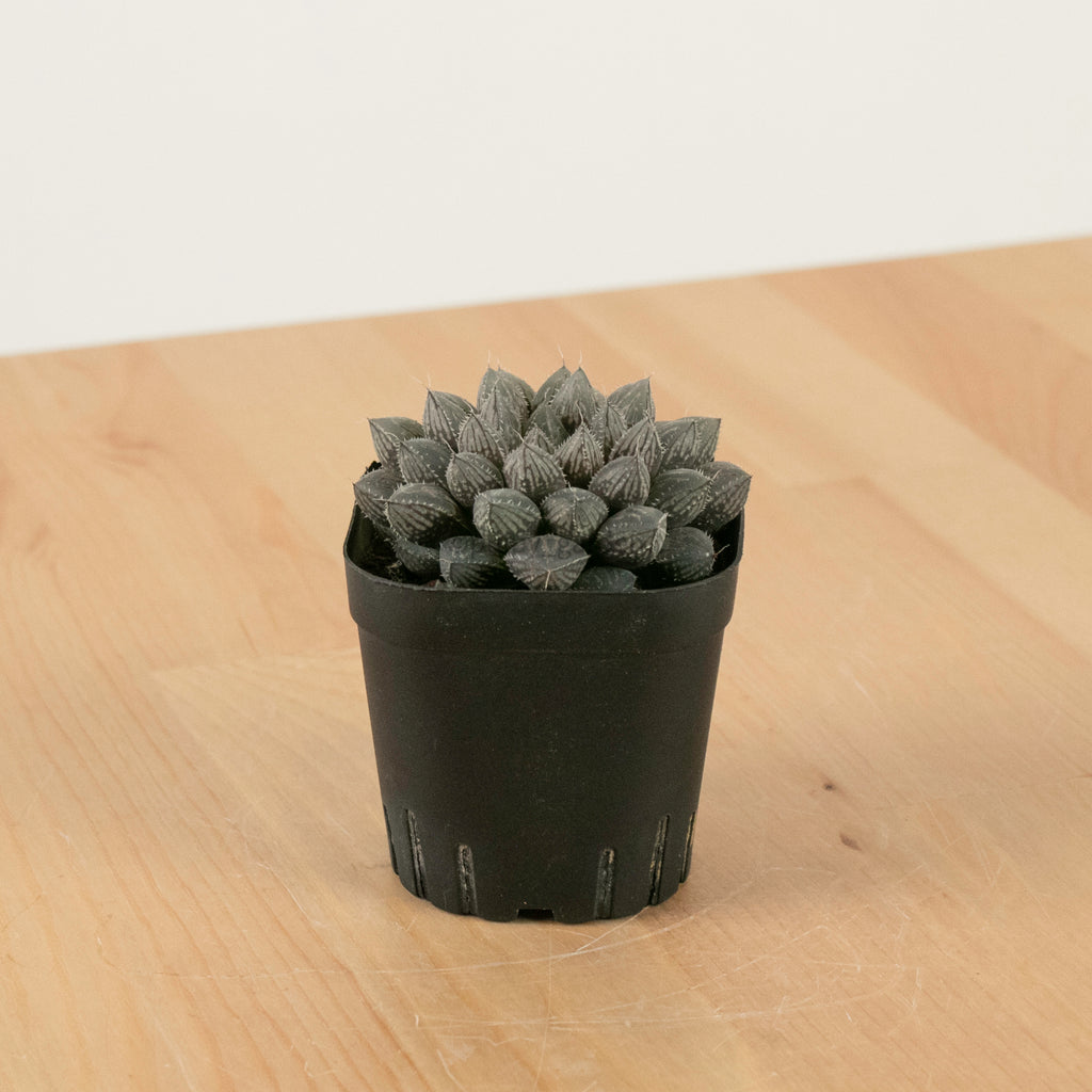 Haworthia "Mirror Ball" in Nursery Grow Pot