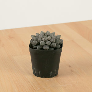 Haworthia "Mirror Ball" in Nursery Grow Pot